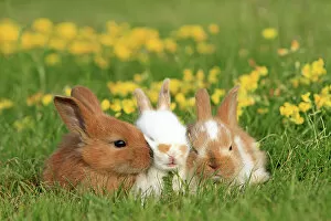 What's New: Three domestic rabbit kits on grass with flowers, Alsace, France, July