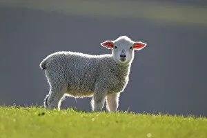 Easter Gallery: Domestic sheep lamb, probably Romney x Perendale. Backlit. Cape Kidnappers, Hawkes Bay