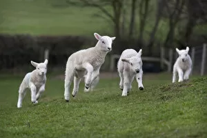 Jumping Gallery: Domestic sheep, lambs playing in a field, Norfolk, UK, March