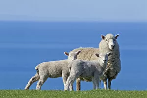 Animal Family Gallery: Domestic Sheep (Ovis aries) ewe and two lambs, probably Romney x Perendale. Unshorn
