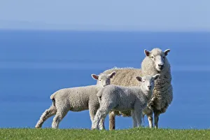 Animal Family Gallery: Domestic Sheep (Ovis aries) ewe and two lambs, probably Romney x Perendale. Unshorn