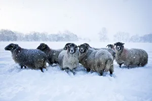 Domestic sheep (Ovis aries) flock of Northumberland blackface sheep in snow, Tarset