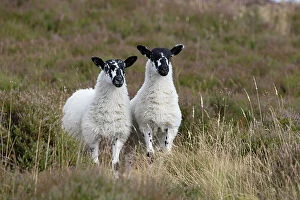 Livestock Collection: Two domestic Sheep (Ovis aries) standing side by side on moorland, Derbyshire, UK. August