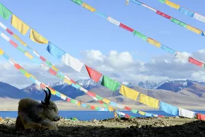 Traditional Prints: Domestic yak (Bos grunniens) lying under prayer flags near shores of Nam-Tso Lake (at 4)