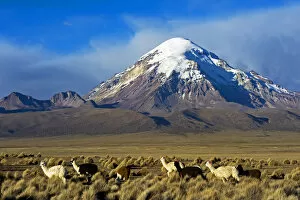 Domesticated Alpaca / Vicugna (Lama / Vicungna pacos) on plains with snow-capped peak in distance