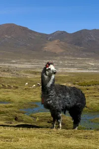 Domesticated Alpaca / Vicugna (Lama / Vicungna pacos) on altiplano plains. Sajama National Park