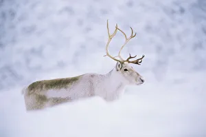 Domesticated Reindeer / Caribou (Rangifer tarandus) female in snow, Scotland