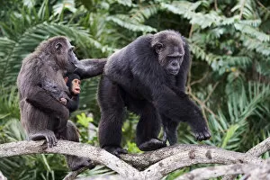 February 2022 Highlights Collection: Dominant male Chimpanzee (Pan troglodytes troglodytes) in the mangrove