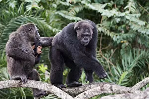 Dominant male Chimpanzee (Pan troglodytes troglodytes) walking in the mangrove, with female carrying her infant