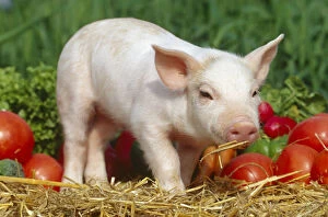Domsetic piglet with vegetables {Sus scrofa domestica} USA