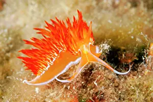 Italy Prints: Dondice nudibranch (Dondice banyulensis) portrait