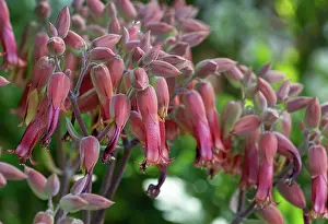Saxifragales Prints: Donkey ears (Kalanchoe gastonis-bonnieri) blooming in a garden, Dominica, Lesser Antilles