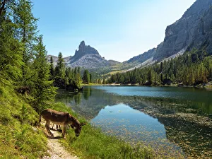 Feral Mammal Prints: Donkeys at the edge of Lake Federa surrounded by mountain scenery