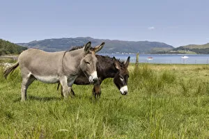 Two donkeys grazing on grassland to help with conservation, Carry Farm, Argyll, Scotland, UK. August