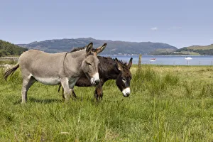 Two donkeys grazing on grassland to help with conservation, Carry Farm, Argyll, Scotland, UK. August Two donkeys grazing on grassland to help with conservation, Carry Farm, Argyll, Scotland, UK. August