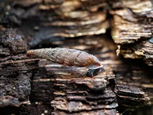 Eupulmonata Prints: Door snail (Laciniaria sp.) portrait, Baden-Wuerttemberg, Germany. October