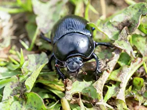 Scarabaeoidea Prints: Dor beetle (Anoplotrupes stercorosus) portrait, near Austwick, Yorkshire Dales, UK. May