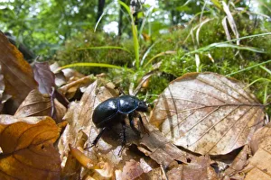 Slovakia Prints: Dor beetle (Geotrupes stercorarius) walking over fallen leaves in a Beech forest