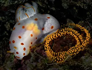 Nudibranch Prints: Dorid nudibranch (Gymnodoris ceylonica) with eggs, Ambon, Indonesia, Pacific Ocean