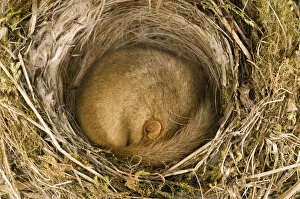 Images Dated 13th June 2009: Dormouse (Muscardinus avellanarius) asleep in old Blackcap nest. Captive. UK, September