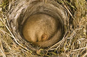 Dormouse (Muscardinus avellanarius) asleep in old Blackcap nest. Captive. UK, September