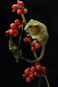 Dormouse (Muscardinus avellanarius) climbing among berries of Black Byrony. Captive
