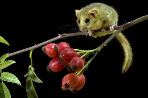 Dormouse (Muscardinus avellanarius) climbing among Dog Rose Haws. Captive. UK, September