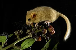 Berries Prints: Dormouse (Muscardinus avellanarius) feeding on blackberries. Captive. UK, September