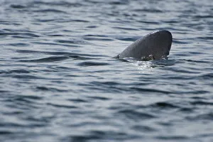 Dorsal fin of a Basking shark (Cetorhinus maximus) at the surface, Cairns of Coll