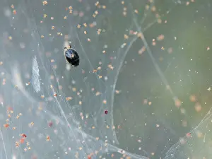 Coccinellidae Prints: Dot ladybird (Stethorus pusillus) hunting Gorse spider mite (Tetranychus lintearius) prey