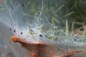 Legume Prints: Dot ladybirds (Stethorus pusillus) feeding on Gorse spider mites (Tetranychus lintearius)