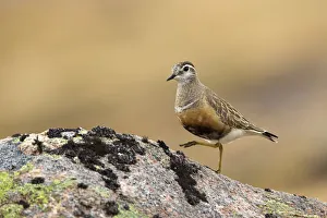 Negative Space Prints: Dotterel (Charadrius morinellus) standing on rock, Cairngorms National Park, Scotland