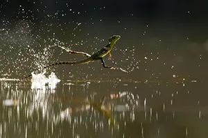 Double-crested basilisk (Basiliscus plumifrons) running across water surface, Santa Rita