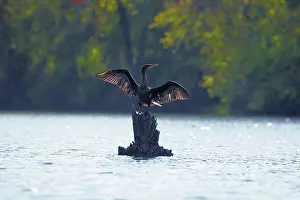 Cormorant Prints: Double-crested cormorant (Nannopterum auritum) perched on wooden stump in lake drying its wings