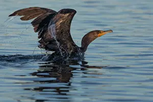 Taking Off Prints: Double-crested cormorant (Phalacrocorax auritus) on water