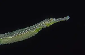 Black Background Prints: Double-ended pipefish (Syngnathoides biaculeatus) male