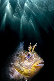 Parablennius Prints: Double exposure of a Tompot blenny (Parablennius gattorugine) with underwater sun beams