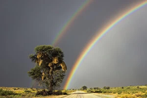 Spectrum Collection: Double rainbow over Kgalagadi Transfrontier Park, Northern Cape, South Africa