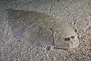 Images Dated 21st August 2011: Dover sole (Solea solea) camouflaged on sea floor, Channel Islands, UK August
