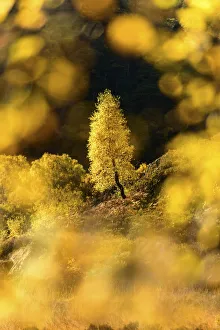 Downy birch (Betula pubescens) changing to autumn colours. Caledonian pine forest, Glen Strathfarrar, Scottish Highlands. Scotland. October