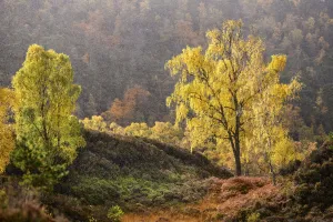 Downy birch (Betula pubescens) changing to autumn colours