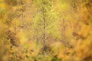 Downy birch (Betula pubescens) changing to autumn colours. Caledonian pine forest, Glen Affric, Scottish Highlands. Scotland. October