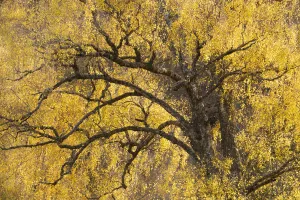 Downy Birch (Betula pubescens) showing autumn colours. Glen Strathfarrar, Scottish Highlands. Scotland. October