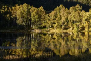 May 2021 Highlights Prints: Downy birch (Betula pubescens) and Silver birch (Betula pendula) and reflections