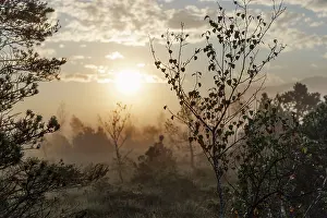 Fagales Prints: Downy birch tree (Betula pubescens) on moorland at sunrise