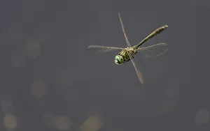 Downy emerald dragonfly (Cordulia aenea) in flight, Joutsa, Finland, July Downy emerald dragonfly (Cordulia aenea) in flight, Joutsa, Finland, July