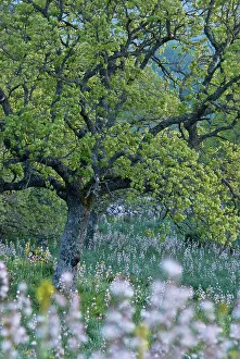 Downy oak (Quercus pubescens) surrounded by wild flowers, Monte Sacro, Gargano National Park