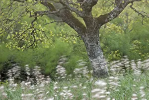 Downy oak (Quercus pubescens) surrounded by wild flowers, Monte Sacro, Gargano National Park