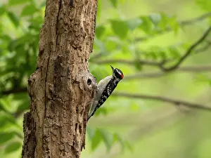 Picidae Prints: Downy woodpecker (Dryobates pubescens) male