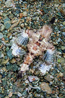 Moluccas Prints: Dragon sea moth (Eurypegasus draconis) resting on seabed, Ambon, Indonesia, Pacific Ocean